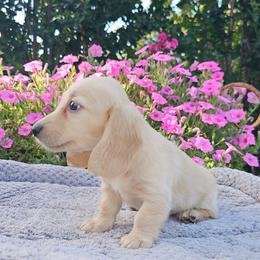 Fanny - Cream female Dachshund puppy in Cherry Tree, Oklahoma from Peavine Creek Dachshunds