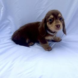 White - Dapple male Dachshund puppy in Silver Springs, Florida from DeMarsh's Dachshunds
