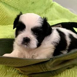 Dachshunds and Shih Tzus from Merisue's Shih Tzu's and Dachshunds