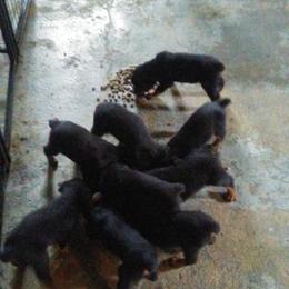 Rottweiler Puppies from Gregory Mulkey's Rottweilers