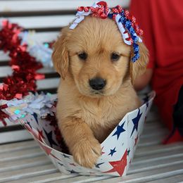 Australian Shepherd and Golden Retriever Puppies from Happy Valley Farms