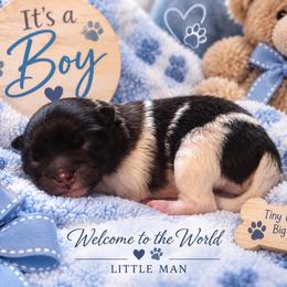 Leo - Wolf sable male Pomeranian puppy in Fayetteville, North Carolina from Tar-heel Poms
