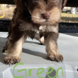 Miniature Schnauzer Puppies from Southern Magnolia Schnauzers