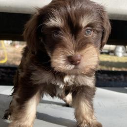 Miniature Schnauzer Puppies from Southern Magnolia Schnauzers