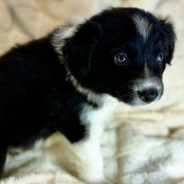 Avery - Black and white male Border Collie puppy in East Ellijay, Georgia from Nine Peaks Border Collies