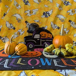 Purple female - Sable female German Shepherd puppy in Springfield, Ohio from Freeze Farms