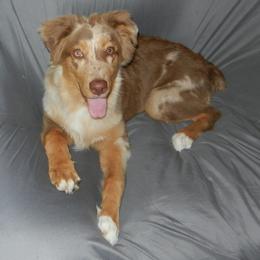 Australian Shepherd All Grown Up from RyCharlian Oaks