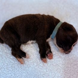 Kickin Roosters Thresh (Lt. Blue Collar) - Brindle male Boxer puppy in Alpine, New York from Kickin Rooster AKC Boxers