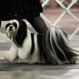 French Bulldogs and Lhasa Apsos from Rosewood Lhasas