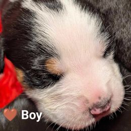 Brown Boy - Black, white and red Greater Swiss Mountain Dog puppy in Hockessin, Delaware from Simply Swissies