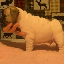 Cardigan Welsh Corgi and French Bulldog Puppies from Leather & Lace