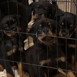 Rottweilers from Von Ekola Rottweilers