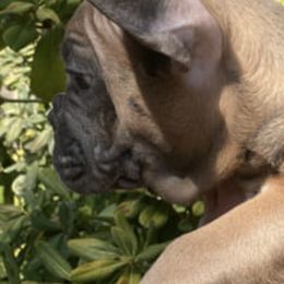 French Bulldogs from D&M Frenchbulldogs