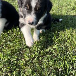 Border Collie Puppies from Pineview Farm