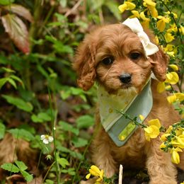 Cavapoo, Cockapoo, and Poodle Puppies from Heavenly Puppies to Love
