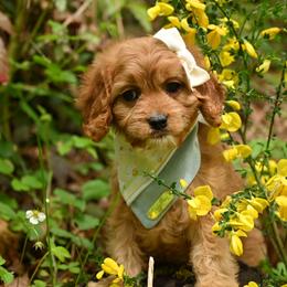 Cavapoo, Cockapoo, and Poodle Puppies from Heavenly Puppies to Love