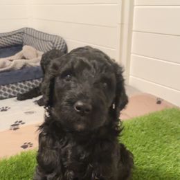"Kevin" Goldendoodle Puppies from Lady’s Goldendoodles