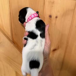 CKC girl 1 pink - Piebald female Dachshund puppy in Grand Valley, Pennsylvania from Dachshunds on the Hill