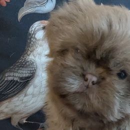 Shih Tzus from Good Fortune Shih Tzus