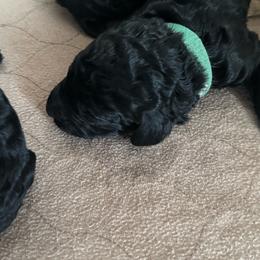 OSCAR - Black male Poodle puppy in Thornton, Colorado from Shandy Poodle