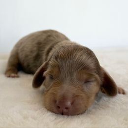 Jasper ( The Magician) - Dapple male Dachshund puppy in Sacramento, California from HEFFERNAN HOUNDS