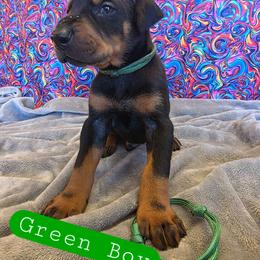 Green Boy - Black and rust male Doberman Pinscher puppy in Knox, Indiana from Double River Dobermans