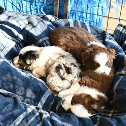 "Trio from January 2020 (5 weekso" Miniature Australian Shepherd Puppies from Eldorado Ranch Mini Aussies