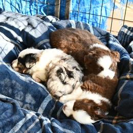 "Trio from January 2020 (5 weekso" Miniature Australian Shepherd Puppies from Eldorado Ranch Mini Aussies