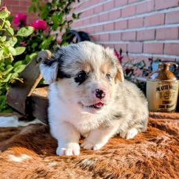 Milo - Blue merle and white male American Corgi puppy in Shawnee, Oklahoma from Sunray Ranch