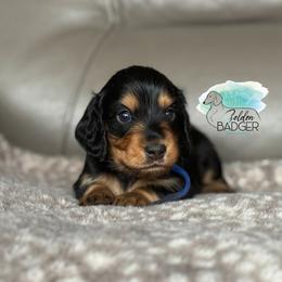Blue Collar - Black and tan male Dachshund puppy in Cheyenne, Wyoming from Golden Badger Kennels