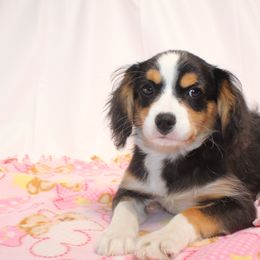 Aussiedoodles, Companion Crosses, Pomskies, and Pugs from Perfect Pugs