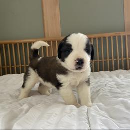 Red collar male - Red and white male Saint Bernard puppy in Albany, Georgia from Magnolia Saint Bernards