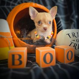 Cobbler - Merle female Chihuahua puppy in Piqua, Kansas from Cute As A Cupcake Chihuahuas