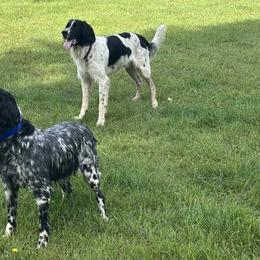 Large Münsterländers from Feather Cloud Kennels