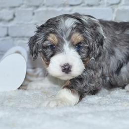 Grinch - Blue merle male Bernedoodle puppy in Moulton, Iowa from Shondel Puppy Paws