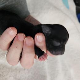 Toothless - Black and white male Chihuahua puppy in Springfield, Missouri from Casadelopez Tails