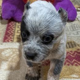 L66-03 - Blue male Australian Cattle Dog puppy in Sheridan, Oregon from 6pk Cattledogs