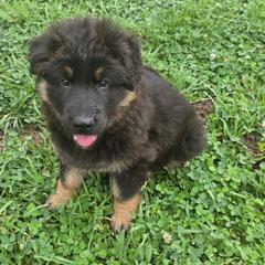Robbie - Black and red male German Shepherd puppy in Columbus, Indiana from Stony Lonesome GSD