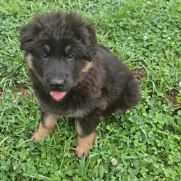 Robbie - Black and red male German Shepherd puppy in Columbus, Indiana from Stony Lonesome GSD