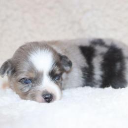 Blue-Eyed Blue Merle Male 1 - Blue merle male Toy Australian Shepherd puppy in Leighton, Alabama from Isbell Land & Livestock, LLC