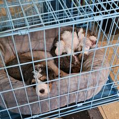 Aussiedoodle and Double Doodle Puppies from Parrish Precious Ones Texas