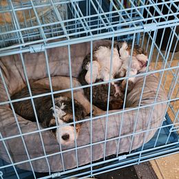 Aussiedoodle and Double Doodle Puppies from Parrish Precious Ones Texas