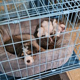 Aussiedoodle and Double Doodle Puppies from Parrish Precious Ones Texas