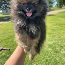 Archer - Chocolate sable male Pomeranian puppy in May, Oklahoma from Very Happy Ranch