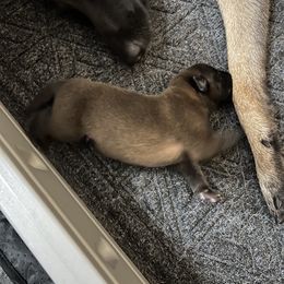 Belgian Malinois Puppies from MonStar Malinois