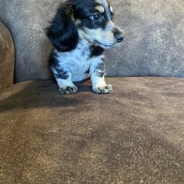 Boy 3 - Piebald male Dachshund puppy in Merced, California from JBDKennel