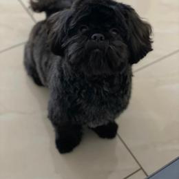 Black diamond - Shih Tzu