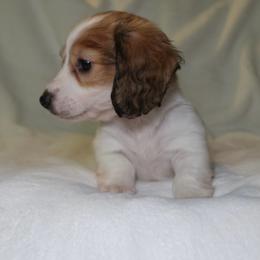 Carole - Piebald female Dachshund puppy in Texarkana, Texas from Lolo&CoDachshunds