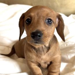Pudge Nugget - Red male Dachshund puppy in Fieldbrook, California from Honeydox Miniature Dachshunds