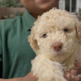 Plum - Cream female Goldendoodle puppy in Richmond, Texas from Harper’s Heartbeats